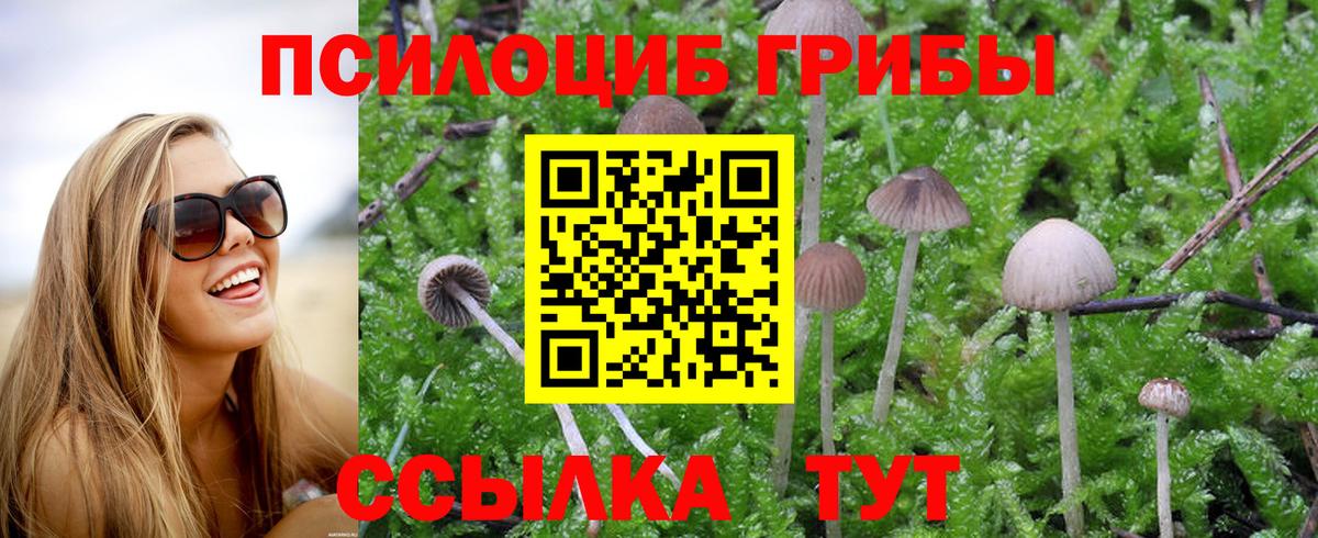 Елабуга  Псилоцибиновые грибы Cubensis  Вход с VPN 